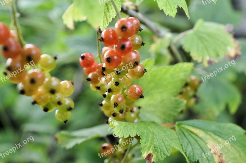 Currants Shrubs Berries Nature Fruit