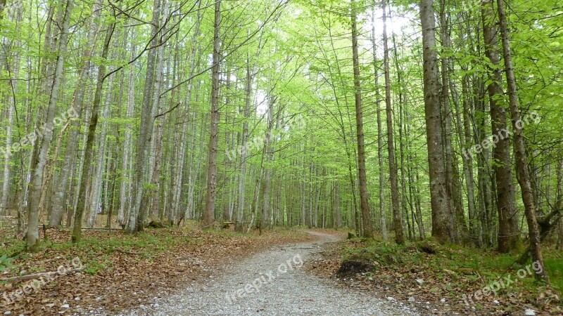 Deciduous Forest Away Spring Nature Trees