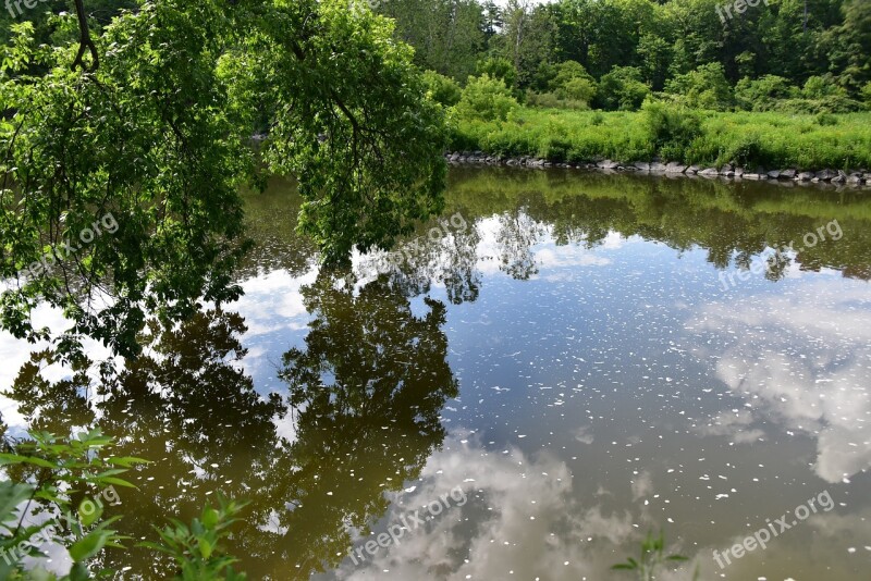 Reflection Green The Water Desktop Background Free Photos