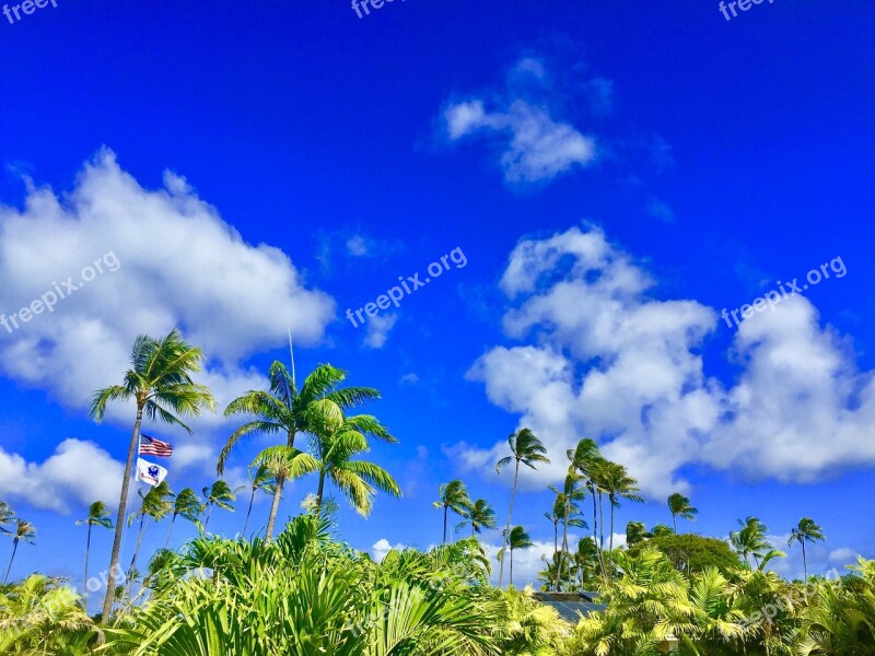 Hawaii Aloha Palmtree Bluesky Relax