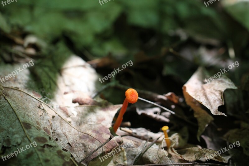 Hygrophorus Miniatus Or Mycena Leaiana Mushroom Fungus Orange