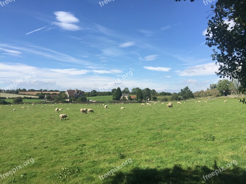 The Flock Ranch Meadow Grass Peace