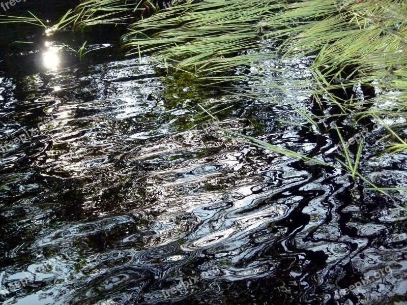 Water Reflection Surface Weeds Wild Celery