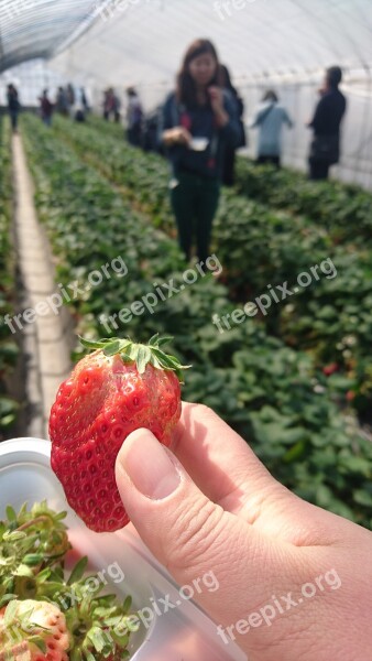 Strawberry Picking Spring Vinyl House Free Photos