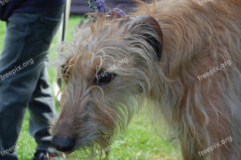 Lurcher Hound Dog Pet Free Photos