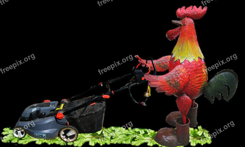 Rooster Mowing Grass Garden Free Photos