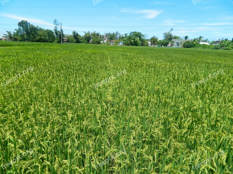 Rice Fields Rice Silk Free Photos