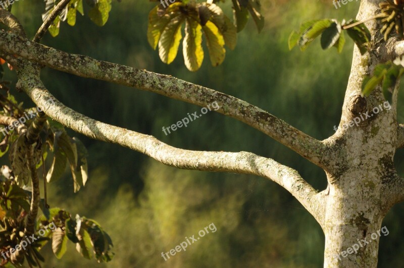 Image Landscape Tree Trunks Finlandia