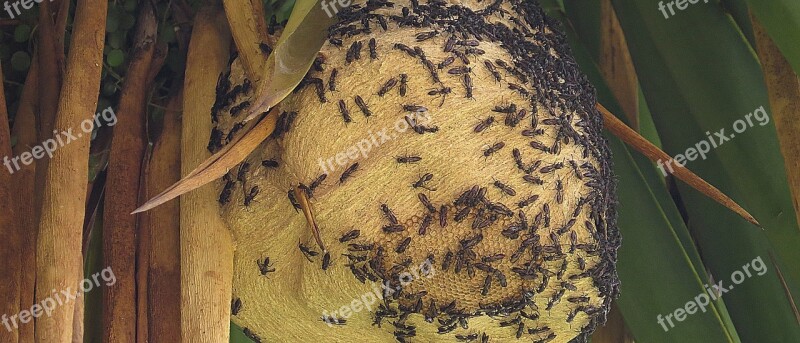 Hive Wasps Grinders Insects Quindío