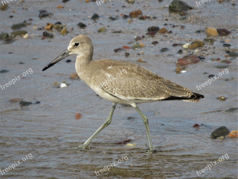 Beach Bird Bird On Beach Bird Free Photos