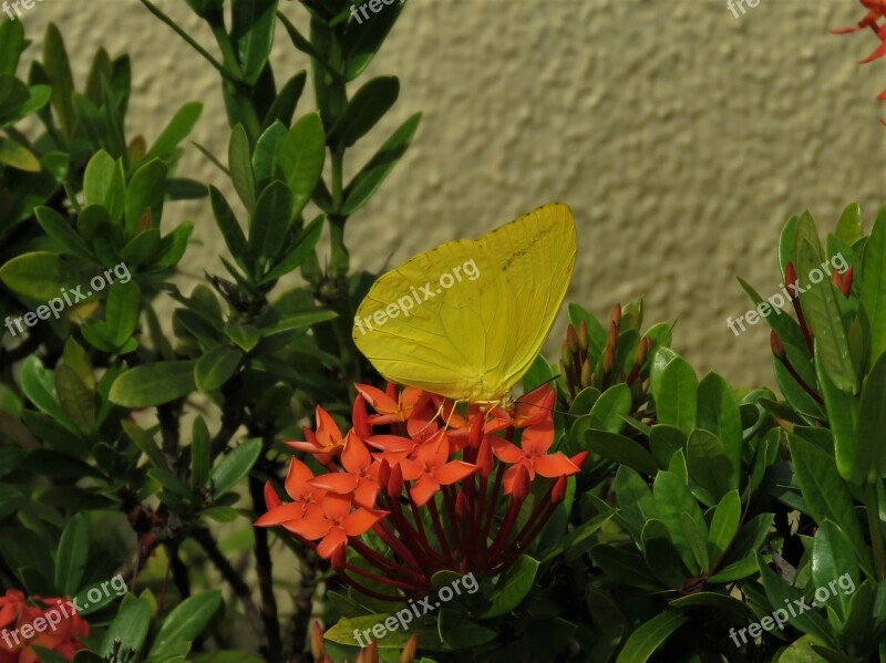 Yellow Butterfly Butterfly Yellow Free Photos