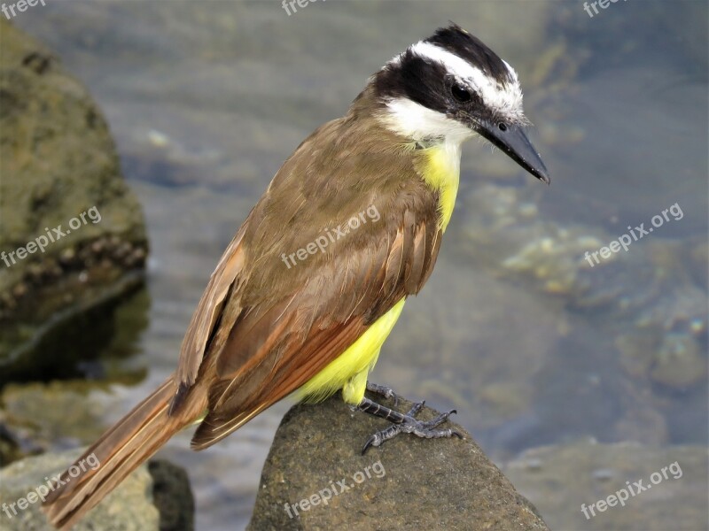 Tropical Bird Birding Bird By Water Free Photos