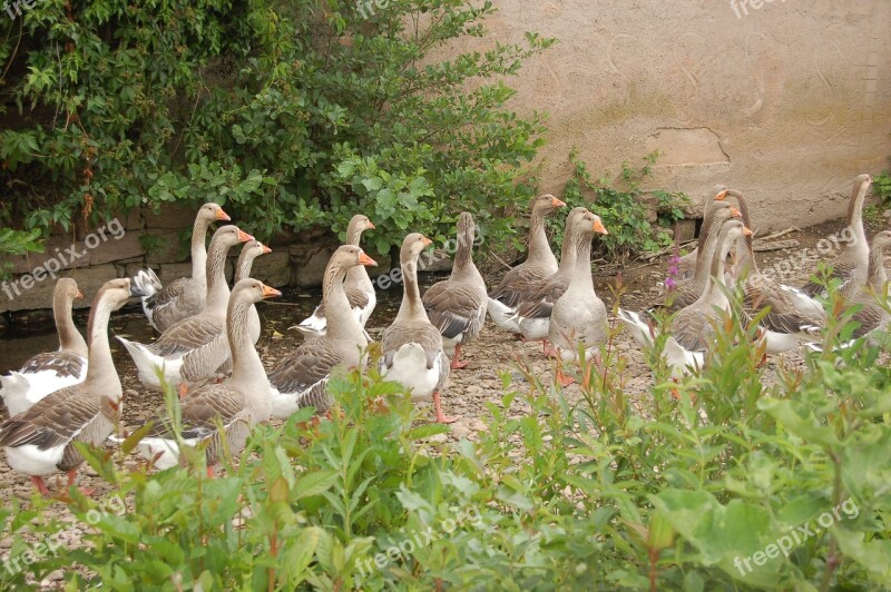 Goose Group Bird Volatile Ornithology