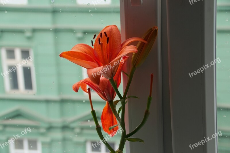 Flower Window Rain Glass Kamienica