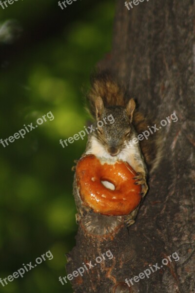 Squirrel Donut Animal Creature Cute