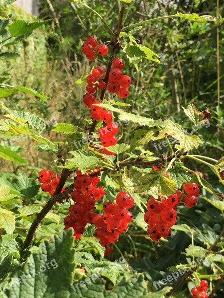 Berries Red Currants Free Photos