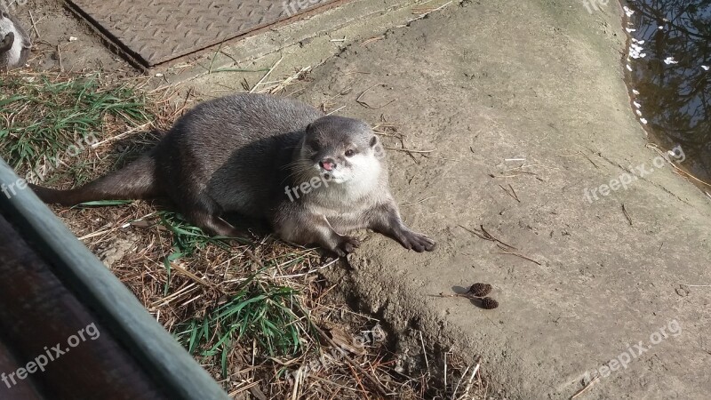 Otter Animals Cute Otters Free Photos