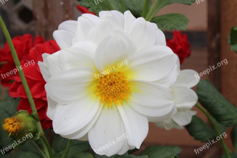 White Rose Flower Nature Rose Love