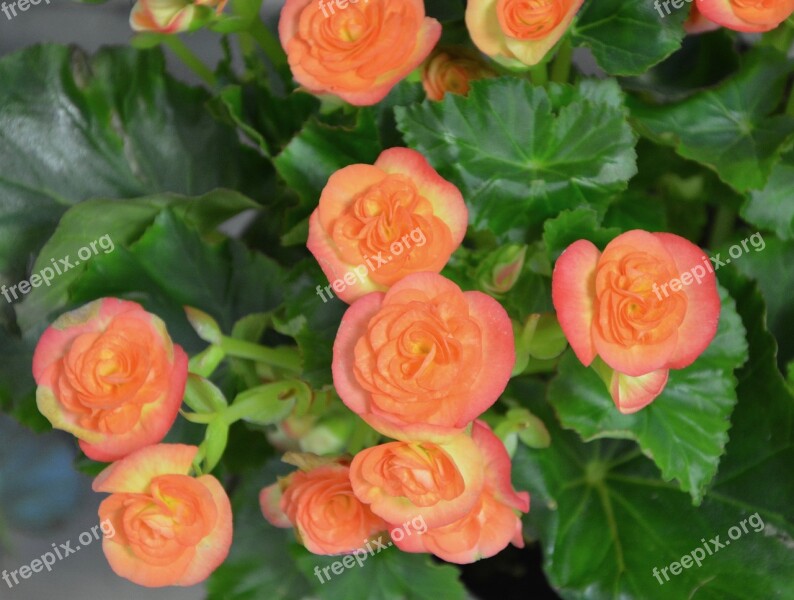 Flowers Plant Color Orange Floral Composition Green Foliage