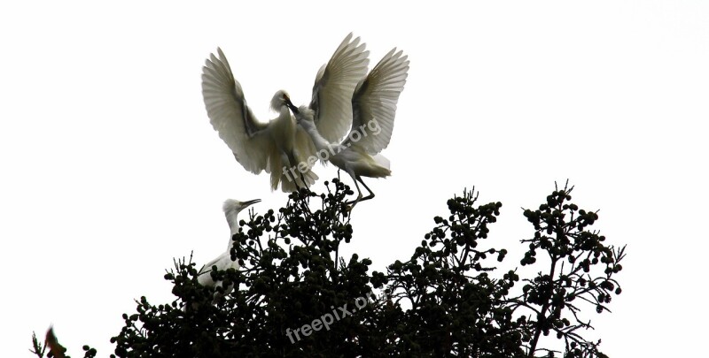 Giant Egret Bird Egret White Wildlife