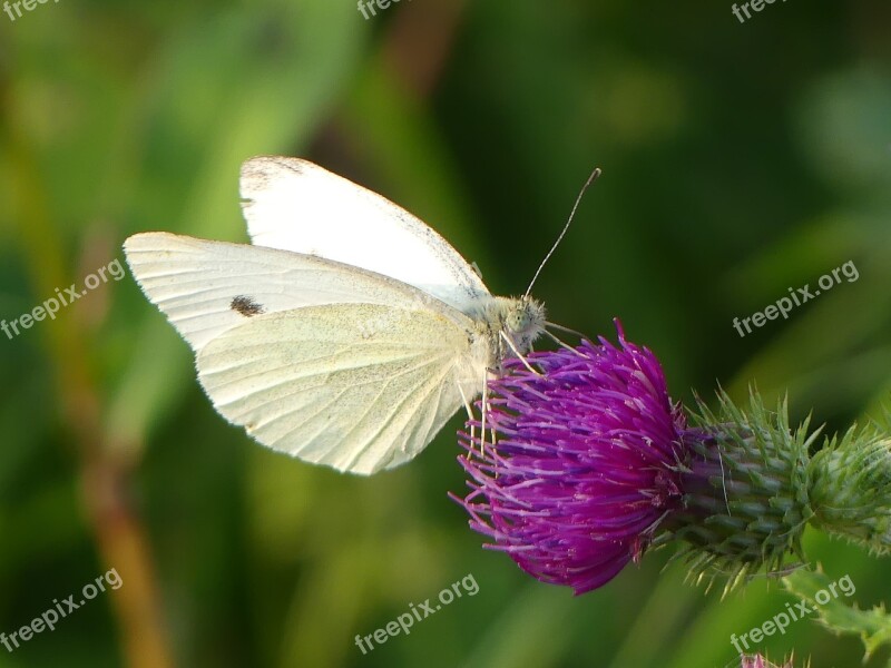 White Butterfly Vanessa Cardui Butterflies Thistle