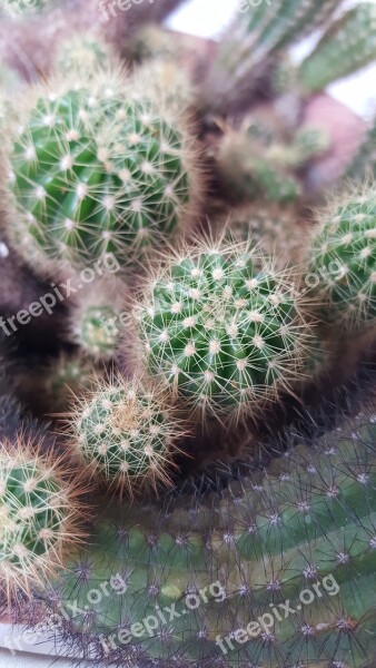 Cactus Plant Nature Garden Green