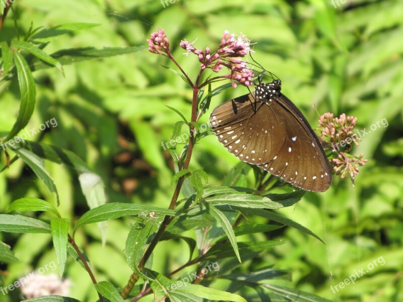 Butterfly Plant Insect Flowers Collecting Nectar