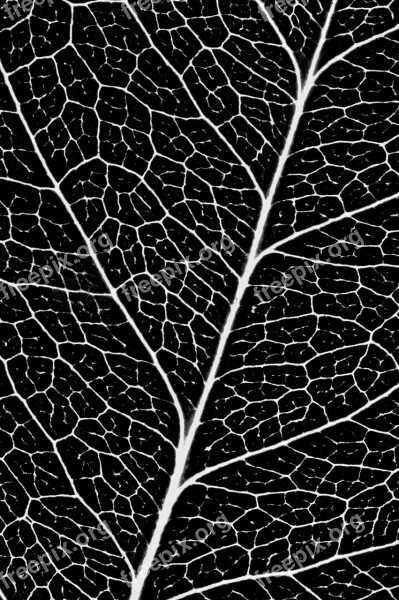 Sheet Veins Pattern Flora Free Photos