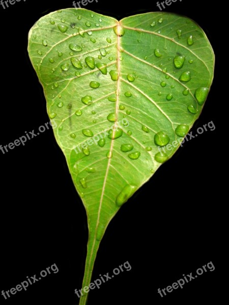 Bodhi Leaf Pipal Leaf Green Leaf Rain Drops Free Photos