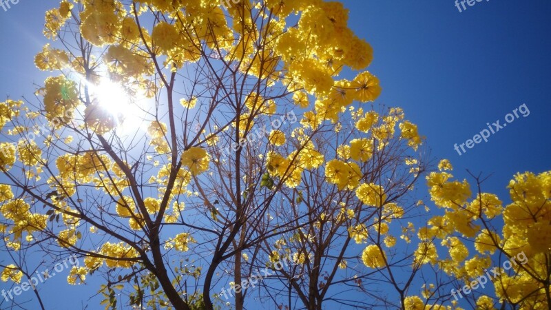 Yellow Ipê Brasilia Nature Free Photos