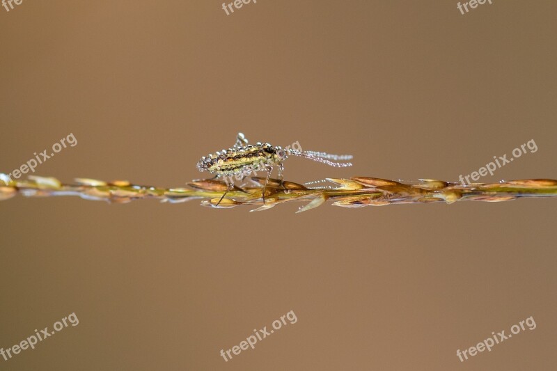 Insect Blade Of Grass Dewdrop Morgentau Macro