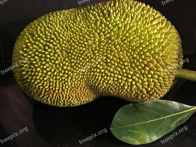 Jackfruit Tropical Plant Free Photos