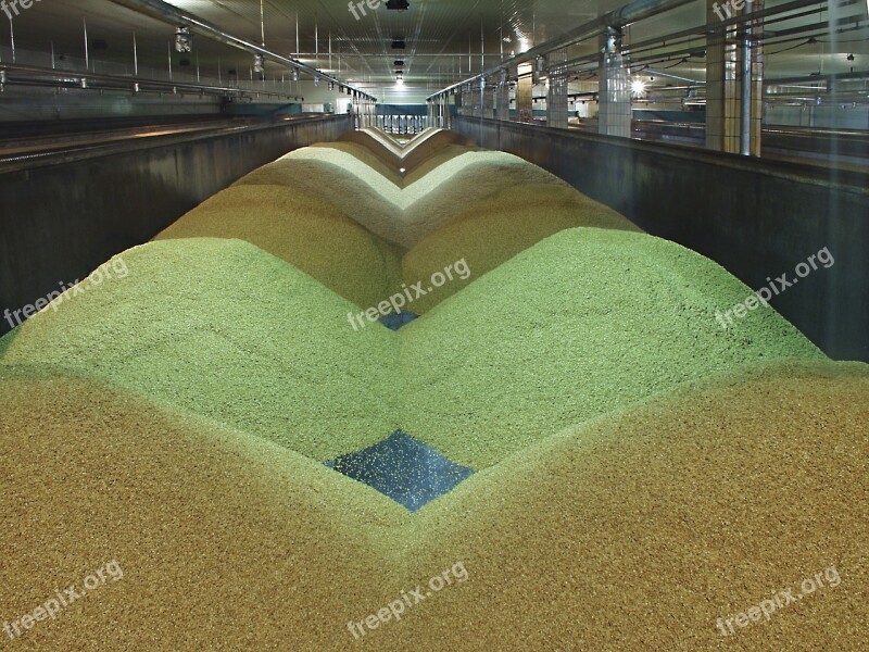 The Malting Process Preparation Raw Materials Free Photos