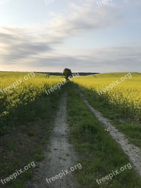 Way Field Rapeseed Landscape Grass