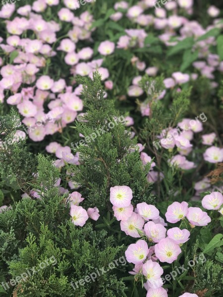 Flowers Sun Pink Bloom Field