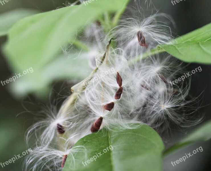 Seeds Fluff Leaf Leaves Green