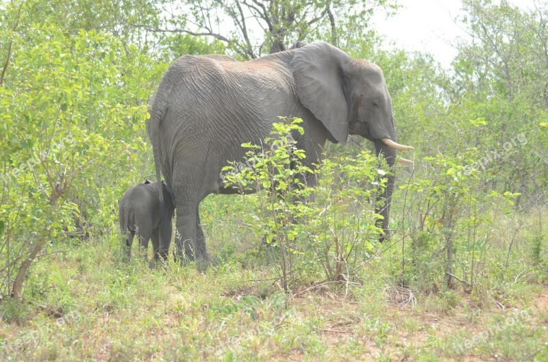 Elephant Africa Animal Safari Reserve