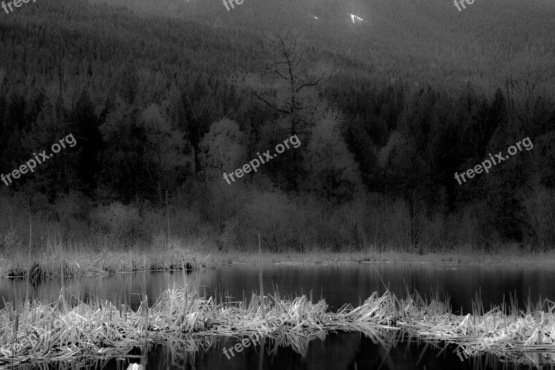 Trees Monochromatic Nature Landscape Forest