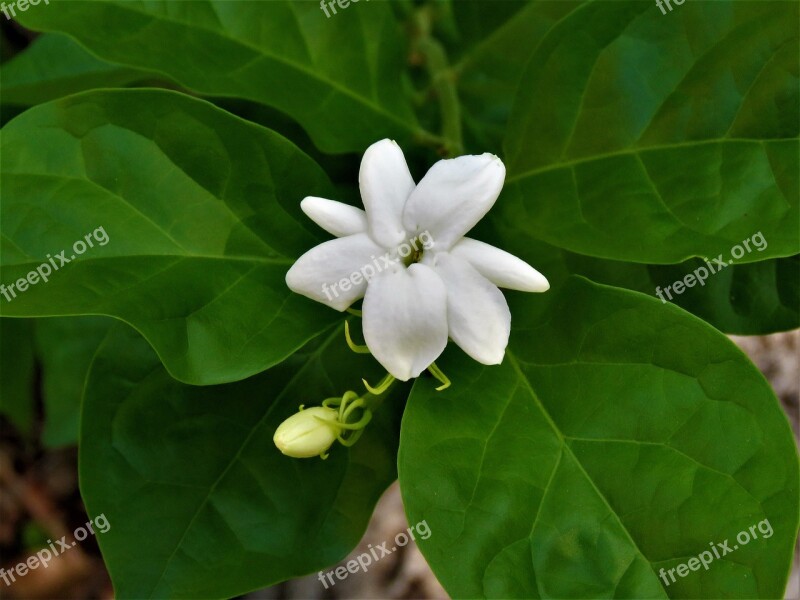 Flower White Green Vine Garden Free Photos