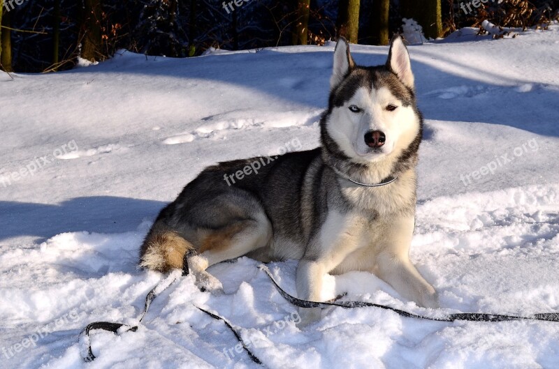 Husky Dog Siberian Husky Animal Snow