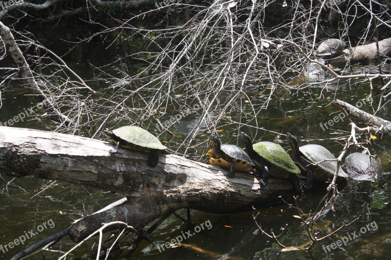 Cooter Turtle Turtles Racer Backs Wildlife