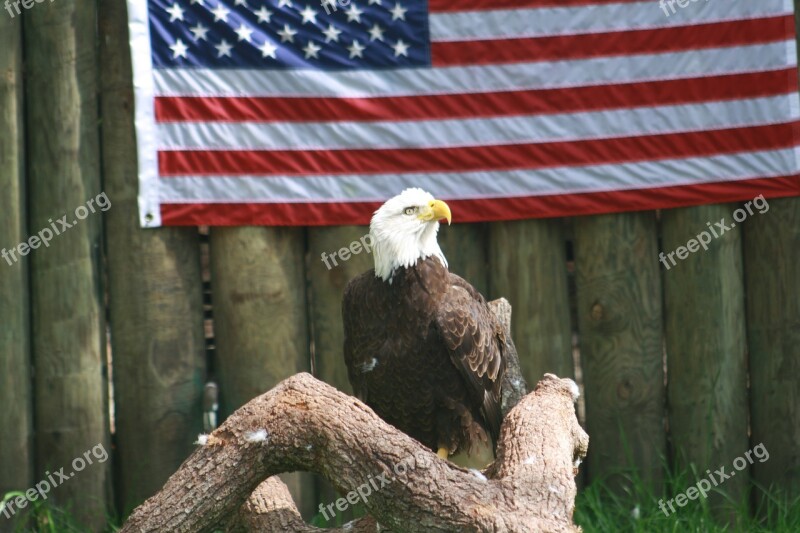 Eagle America Beautiful Bird Symbol