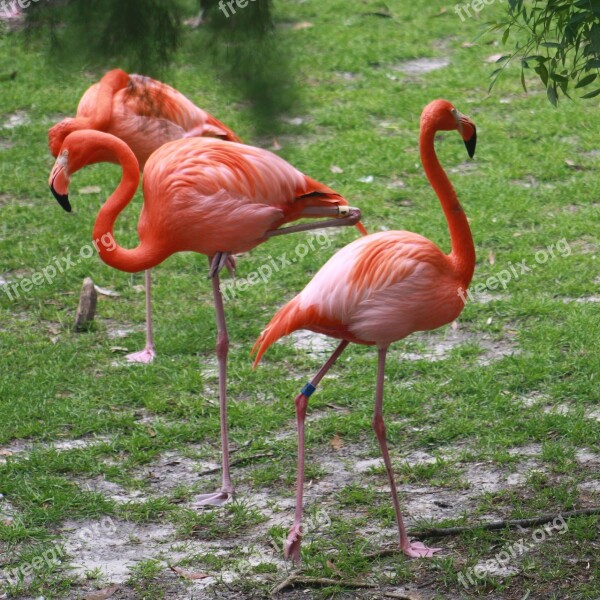 Flamingo Flamingos Pink Bird Nature