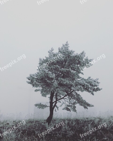 Tree Nature Beauty Evening The Fog