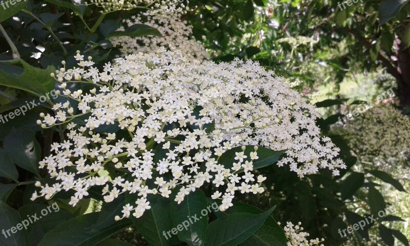 Elder Plant Blossom Garden Flower