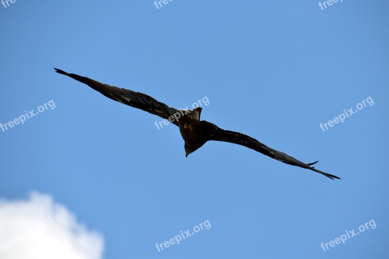 Black Kite Flying Predator Bird Flight Soaring High