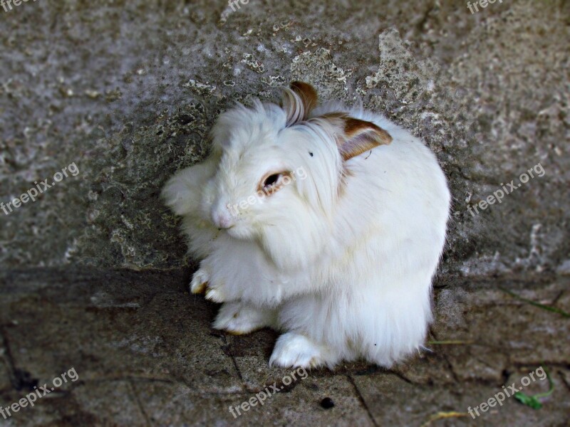 Bunny Rabbit Angora Animal Free Photos