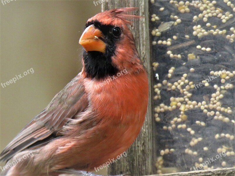 Bird Close Up Male Cardinal Red Bird Wildlife