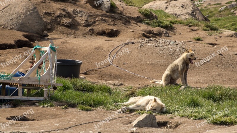 Dog Sled Dog Greenland Summer Animal