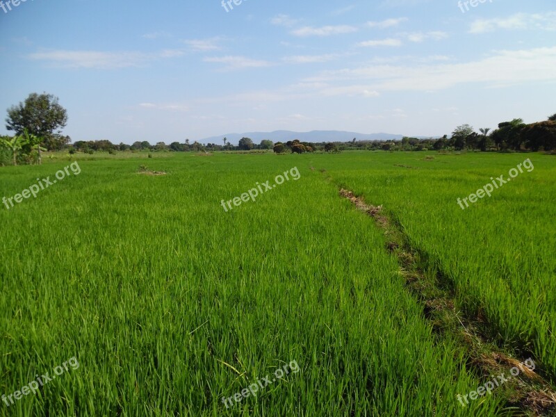 Africa Farming Rice Farming Tanzania Moshi Chekereni